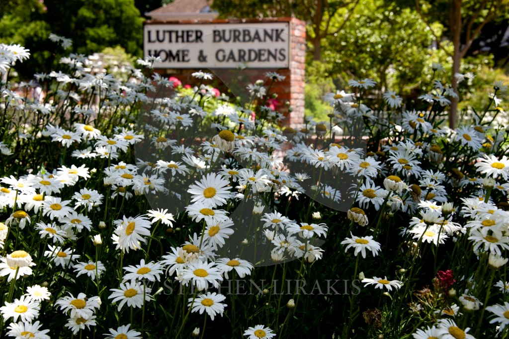 luther burbank 6 23 14  16092
