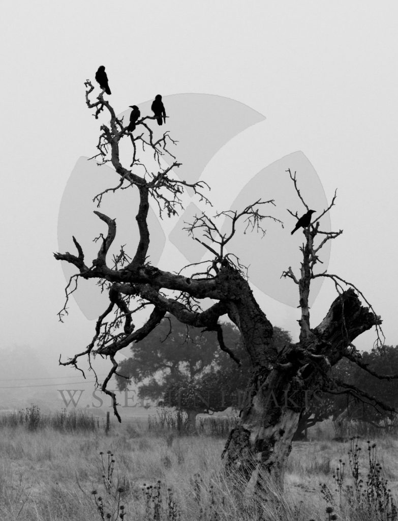 crows-penngrove-1-version-2