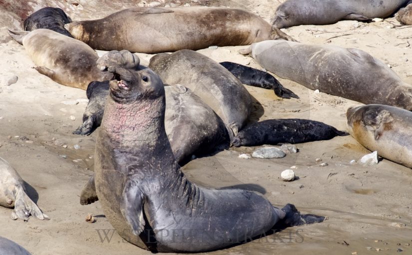 ELEPHANT SEALS AND THEIR PUPS