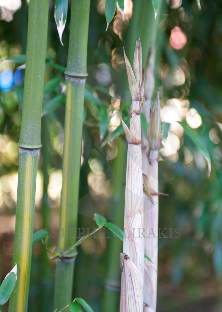 BAMBOO TODAY
